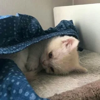 🎀
