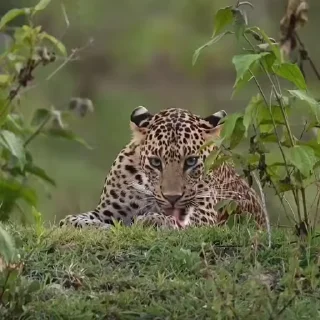 👅