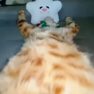 🐈