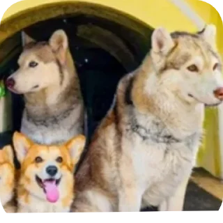 👍