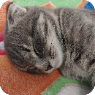🐱
