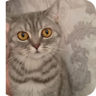 🐱