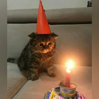 😺