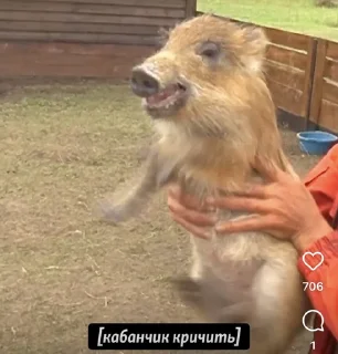 🐗