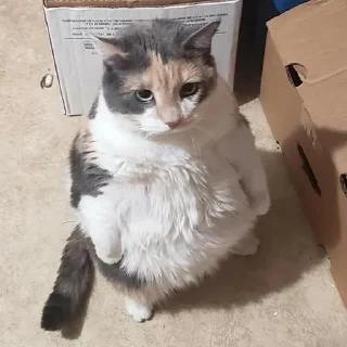 🐈