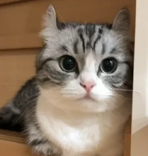 🎏