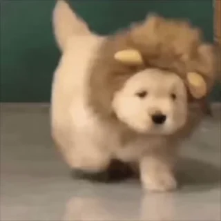 🦁