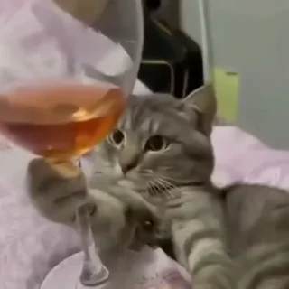 🐈
