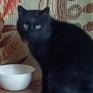 😼