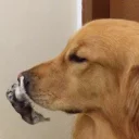🐶