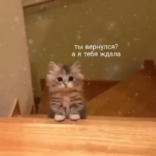 🐱