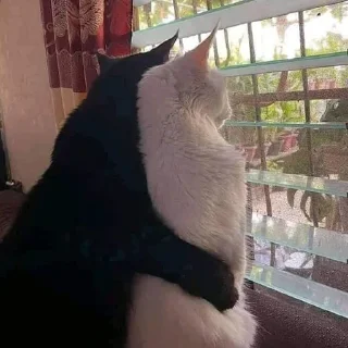 🐈