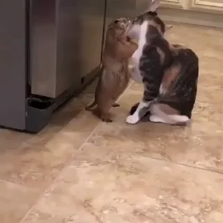 🐈