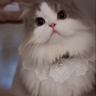 🤩