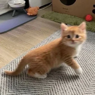 🥺