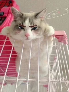 🐱