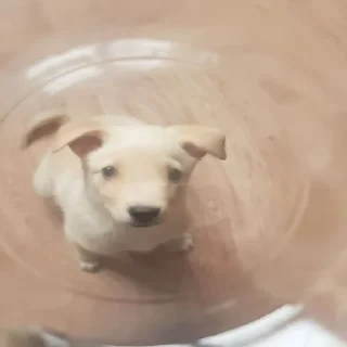 🤠
