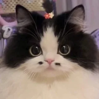 🥺