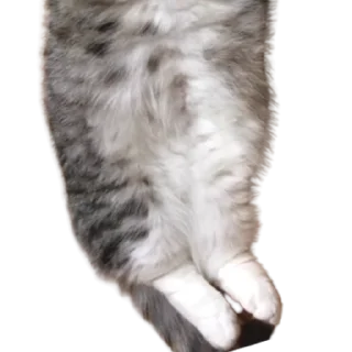 😺