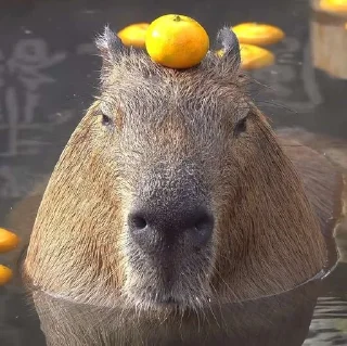🍊