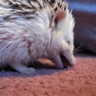 🦔