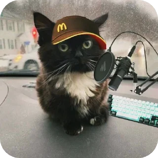 🐱
