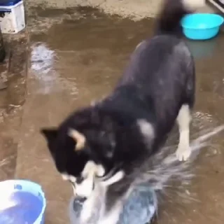 🐩