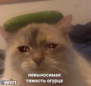 😭