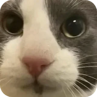 🥺