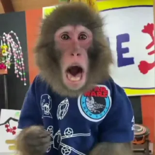 🐒