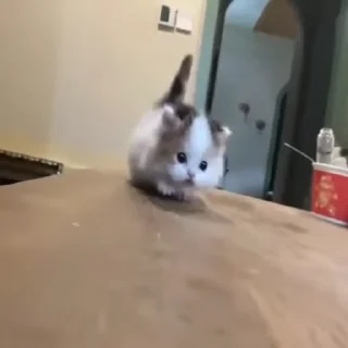🐱