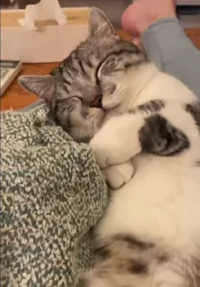😻