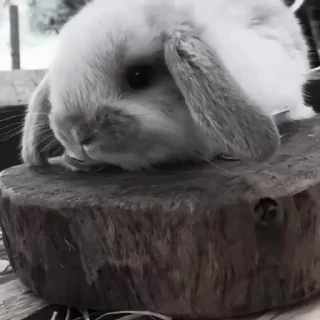🐇