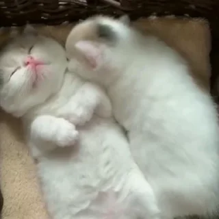 🤧