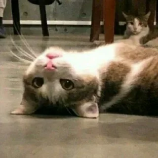 🐈