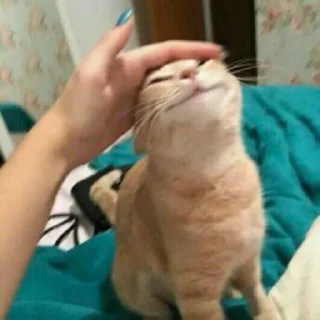 🐈