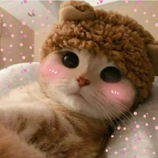 Kittens🐾Clau