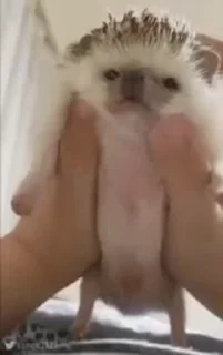 🤗