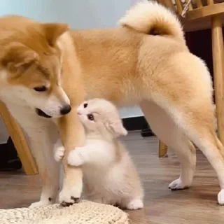 🐈