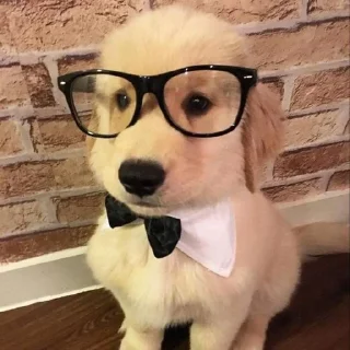 🐶