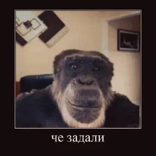 🐵