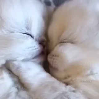 💗