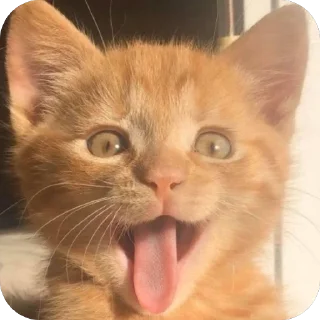 🐱