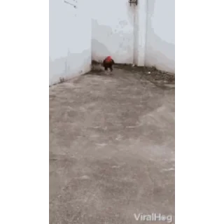 🐔