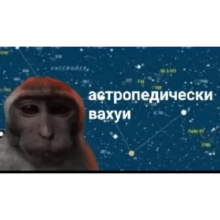 🐵