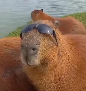 😎