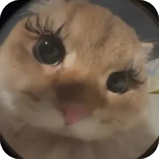 🐱