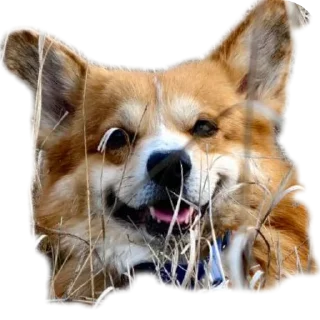 🐶