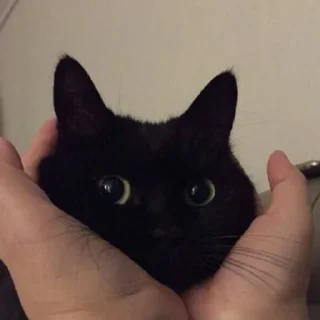 😺