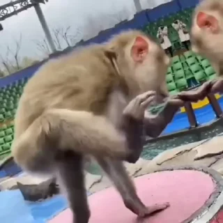 🎪